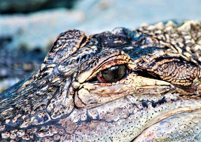 Close-up of alligator eye