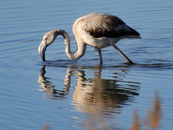 Side view of bird in lake