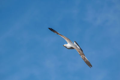 Low angle view of eagle flying in sky