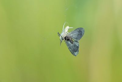 Close-up of spider on web