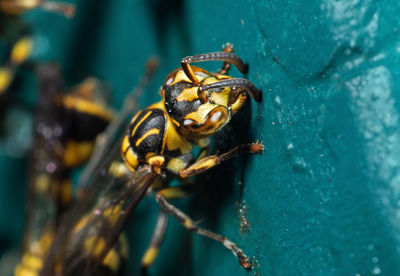 Close-up of insect on leaf