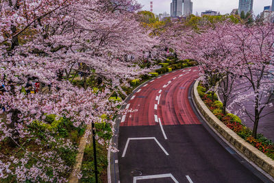 View of cherry blossom from road