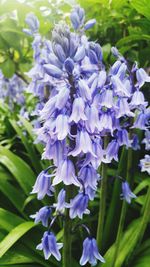 Close-up of purple flowers blooming outdoors