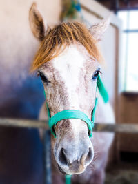 Close-up portrait of a horse