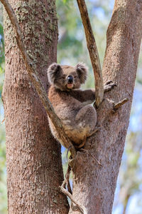 Koala sitting on tree trunk
