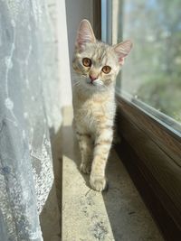 Portrait of a cat looking away