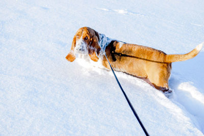 View of dog on snow covered land