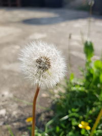 Close-up of dandelion