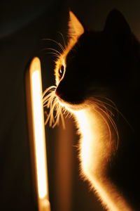 Silhouette of cat