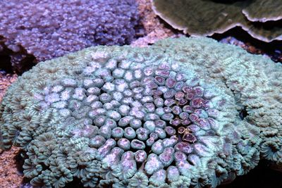 Close-up of coral underwater