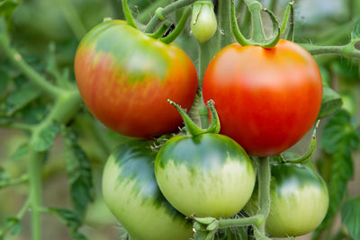 Close-up of cherry tomatoes