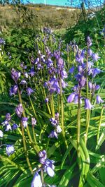 Close-up of purple flowers blooming in field