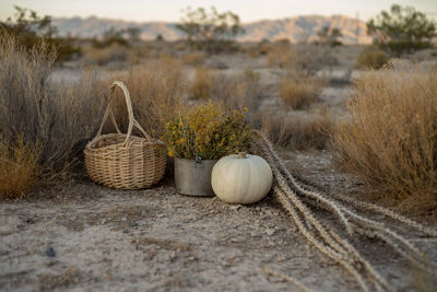 Plants in basket on field