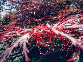 Close-up of autumn leaves on tree