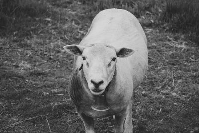 Portrait of horse on field