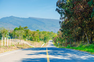 Empty road along trees and plants