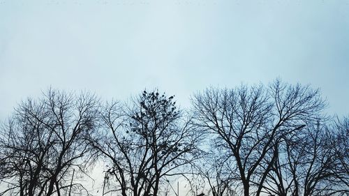 Low angle view of bare trees against clear sky