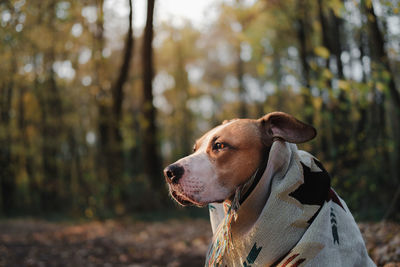 Close-up of a dog looking away