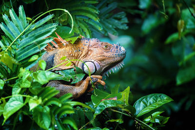 Close-up of iguana