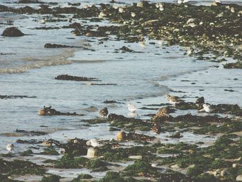 Rocks in sea