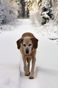 Portrait of dog walking on snow field