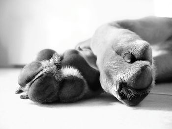 Close-up of dog sleeping