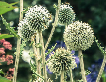 Close-up of flowers