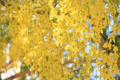 Close-up of yellow flowering plant