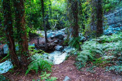 Plants and trees in forest