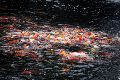 View of koi carps swimming in lake