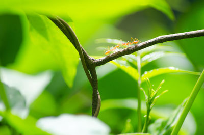 Close-up of weaver ant on plant