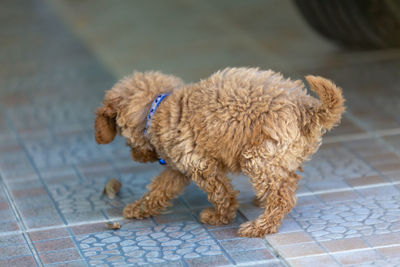 Full length of a dog on floor