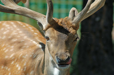 Close-up portrait of deer