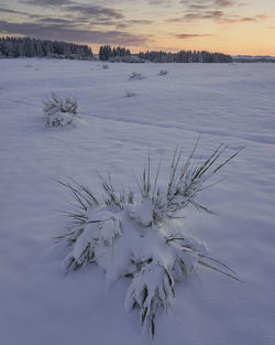 Scenic view of snow covered field against sky during sunset