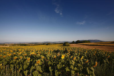 Scenic view of sunflower field against sky