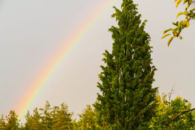 Low angle view of rainbow over trees against sky