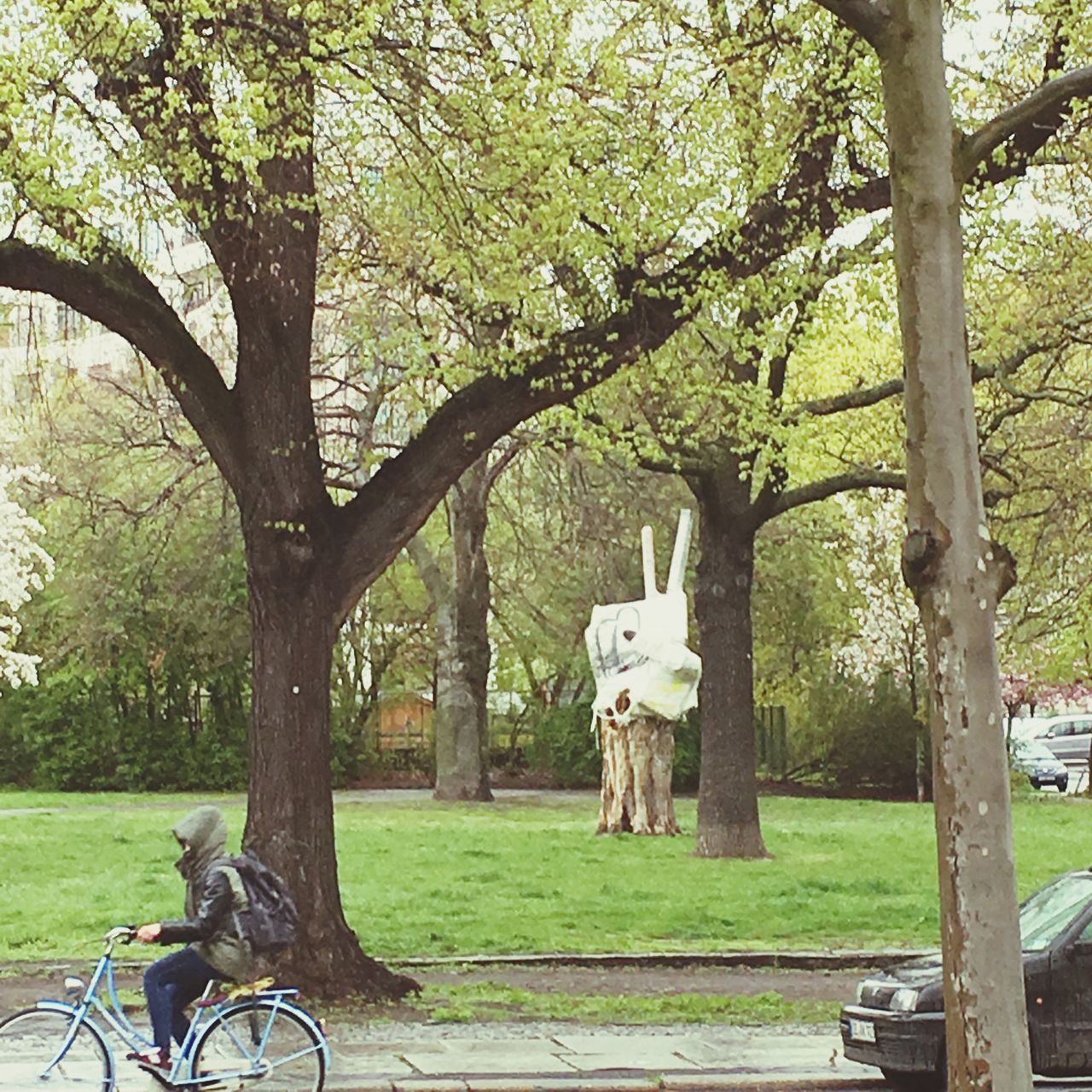 tree, bicycle, land vehicle, transportation, mode of transport, grass, park - man made space, tree trunk, bench, green color, growth, men, day, sunlight, riding, nature, park, car