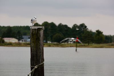 Seagull perching on wooden post by sea against sky