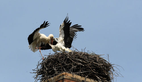 white stork