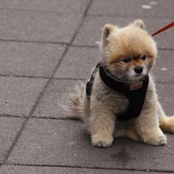 High angle view of dog sitting on footpath