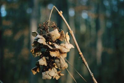 Close-up of wilted plant