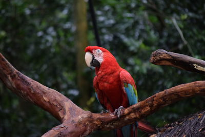 View of parrot perching on tree