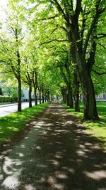 View of trees on landscape