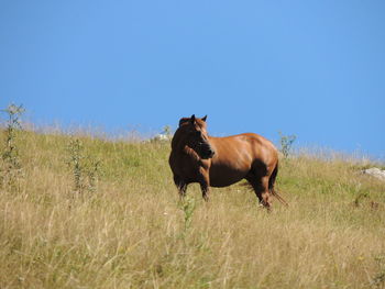 Horse in a field