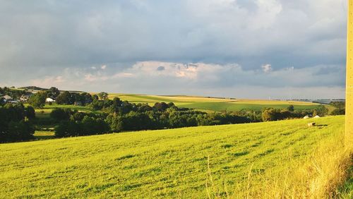 Scenic view of agricultural field against sky