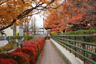 Footpath in park during autumn