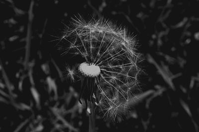 Close-up of dandelion