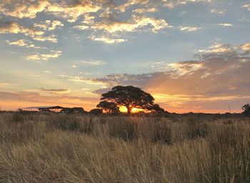 Scenic view of field against sky at sunset