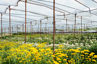 Yellow flowers growing in field