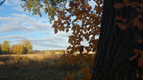 Trees against sky